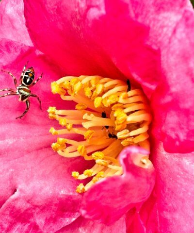 A mobile phone is not a camera… or is it?