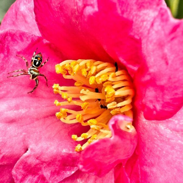 A mobile phone is not a camera… or is it?