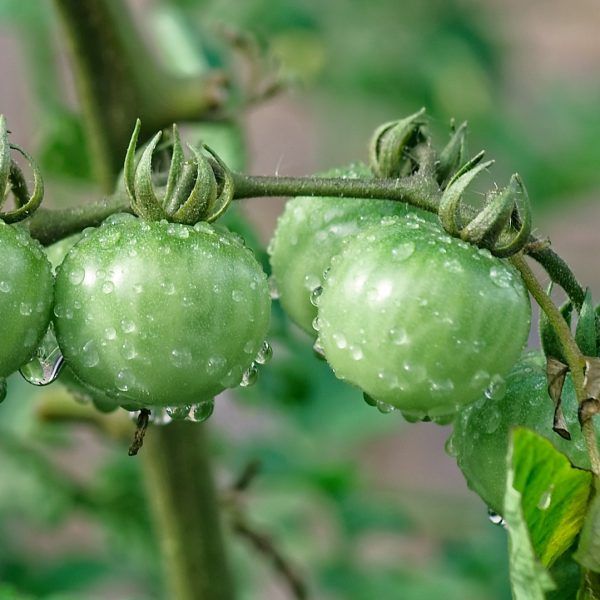Plant portraits and the catadioptric lens